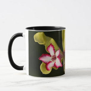Wüste-Rose (Adenium Obesum), Südafrika Tasse