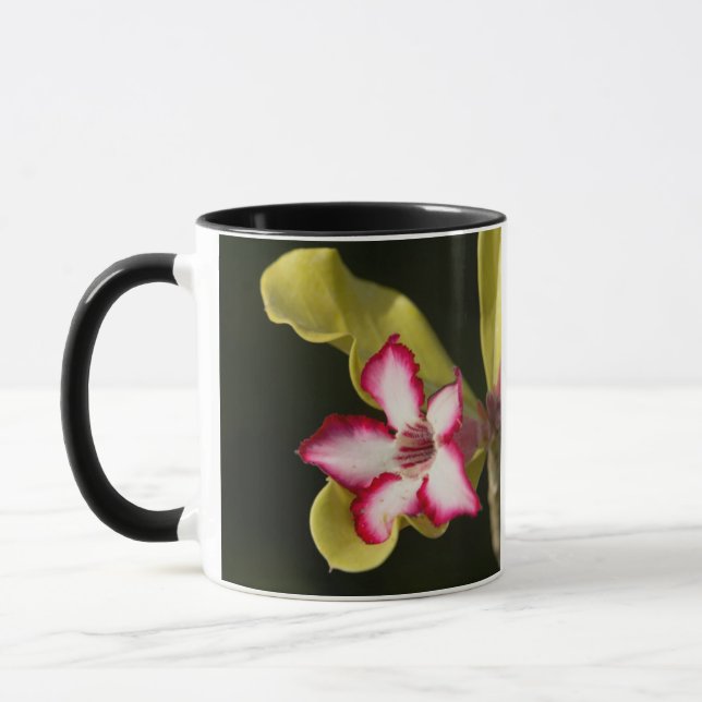 Wüste-Rose (Adenium Obesum), Südafrika Tasse (Links)