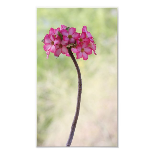 Wüste-Rose in Rosa Fotodruck (Vorne)