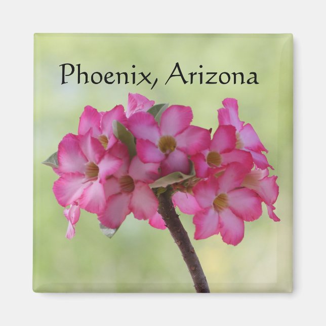 Wüste Rose in rosa Phoenix, AZ Magnet (Vorne)