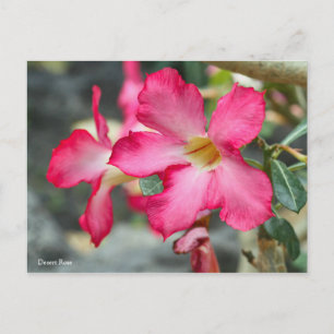 Wüste Rose [Postkarte] ポ ス ト ド Postkarte