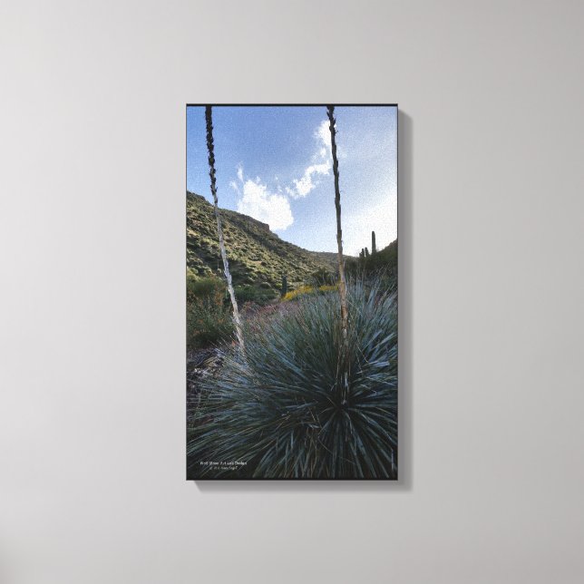 Wüste Südwestsotol Pflanze Landschaftlich Image Ar Leinwanddruck (Vorderseite)