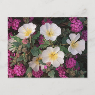Wüsten-Abendprimel und Wüsten-Sandverbena, Postkarte