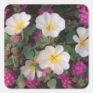 Wüsten-Abendprimel und Wüsten-Sandverbena, Quadratischer Aufkleber