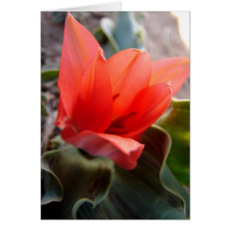 Wüsten-Blume