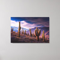 Wüsten | Cactus Landscape Argentinien