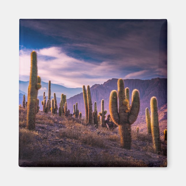 Wüsten | Cactus Landscape Argentinien Magnet (Vorne)