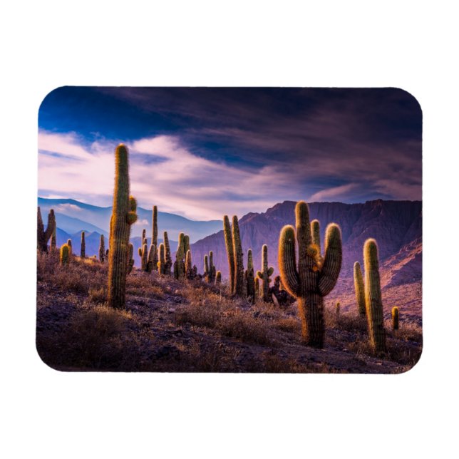 Wüsten | Cactus Landscape Argentinien Magnet (Horizontal)