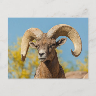 Wüsten-Dickhornschaf-Widder Postkarte