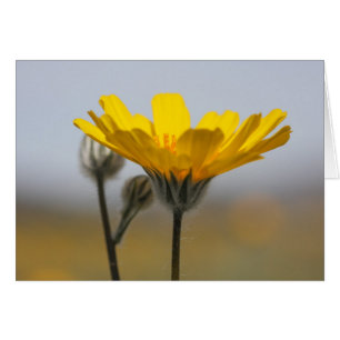 Wüsten-Dünen-Sonnenblume