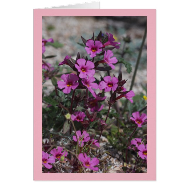 Wüsten-Frühlings-Wildblume Bigelows Affe-Blume (Vorne)