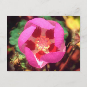 Wüsten-Fünf-Tupfen-Wildblume Postkarte