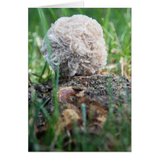 Wüsten-Rose 134 der Stein-|