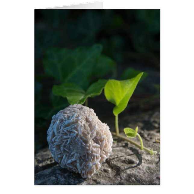 Wüsten-Rose 141 der Stein-| (Vorne)