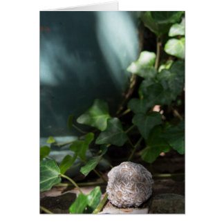 Wüsten-Rose 145 der Stein-|