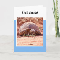 Wüsten-Schildkröten-Falt-Geburtstagskarte