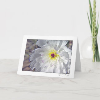 Wüsten-Zichorie Karte