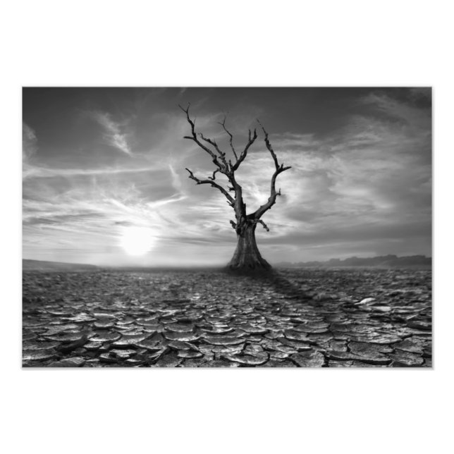 Wüstenbaum Foto Print (Vorne)