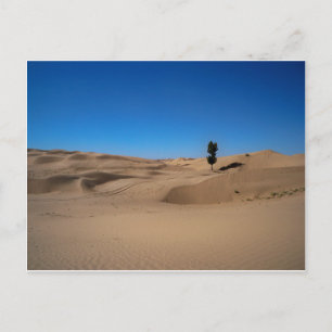 Wüstenbaum Postkarte