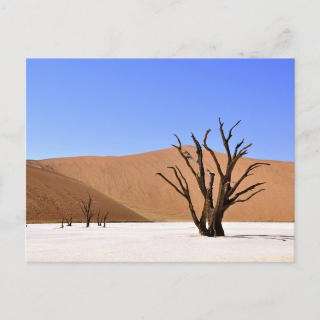 Wüstenbaume Postkarte (Vorderseite)