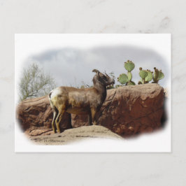 Wüstenbergschaf Postkarte