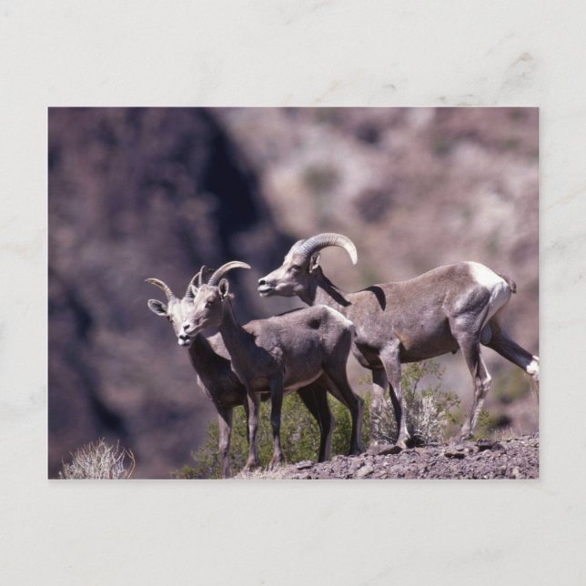 Wüstenbighorn-Schafe (kleine Gruppe) Postkarte (Vorderseite)