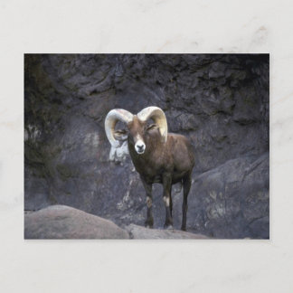 Wüstenbighornschaf (Adult-Widder) Postkarte