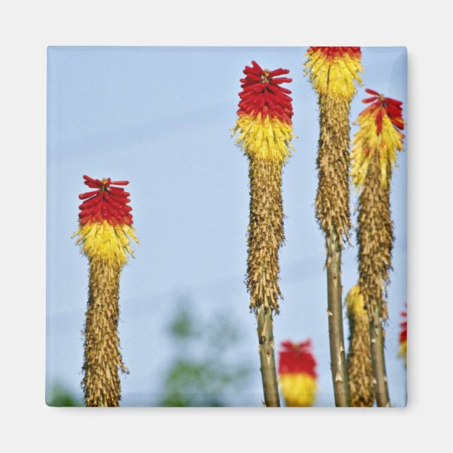 Wüstenblüte, außerhalb von Phoenix, Arizona, USA,  Magnet (Vorne)