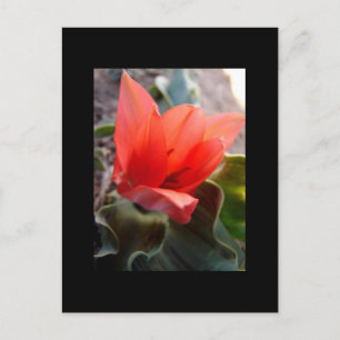 Wüstenblüte Postkarte