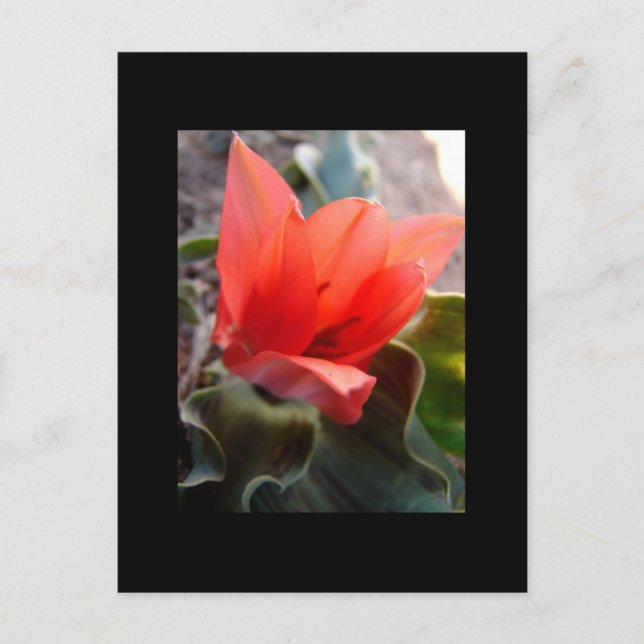 Wüstenblüte Postkarte (Vorderseite)