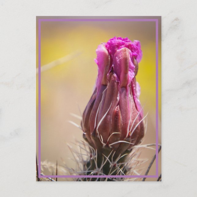 Wüstenblüte Postkarte (Vorderseite)