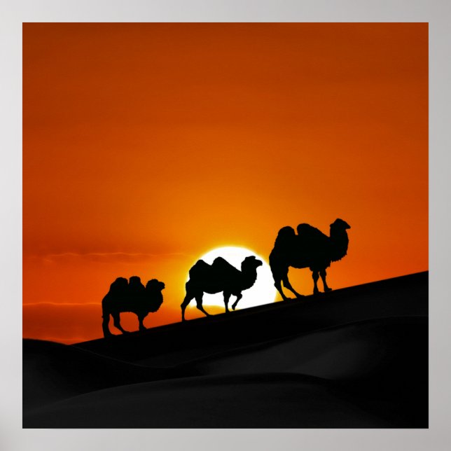 WüstenCamels bei Sonnenuntergang Poster (Vorne)