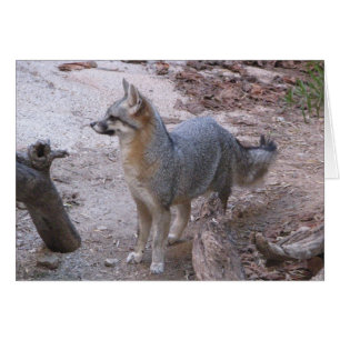Wüstenfox