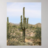 Wüstenkaktus 16x20 Poster Wand Kunstdekor