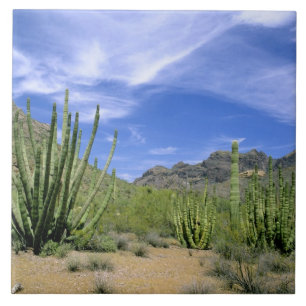Wüstenkaktus im Organ Pipe National Monument, Fliese