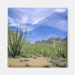 Wüstenkaktus im Organ Pipe National Monument, Magnet