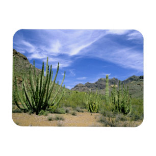 Wüstenkaktus im Organ Pipe National Monument, Magnet