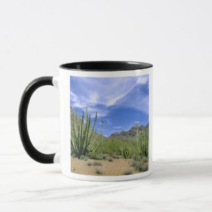 Wüstenkaktus im Organ Pipe National Monument, Tasse
