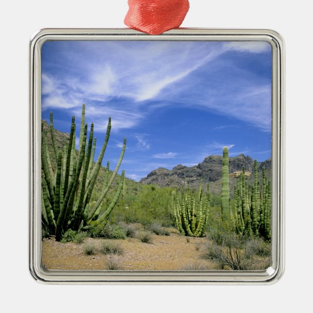 Wüstenkaktus im Orgelpipe National Monument, Ornament Aus Metall (Vorne)