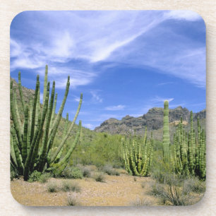 Wüstenkaktus im Orgelpipe National Monument, Untersetzer
