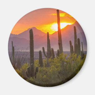 Wüstenkaktus Sonnenuntergang, Arizona Magnet