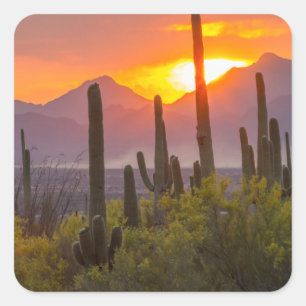 Wüstenkaktus Sonnenuntergang, Arizona Quadratischer Aufkleber
