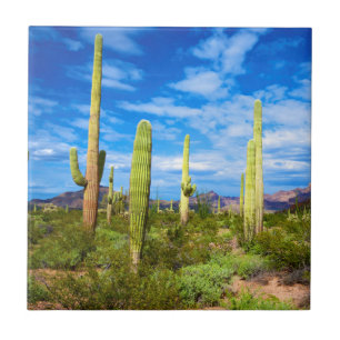 Wüstenkaktuslandschaft, Arizona Fliese