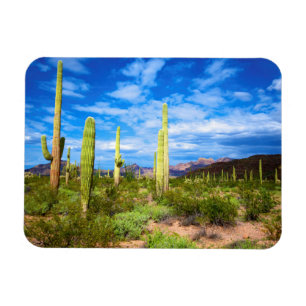 Wüstenkaktuslandschaft, Arizona Magnet