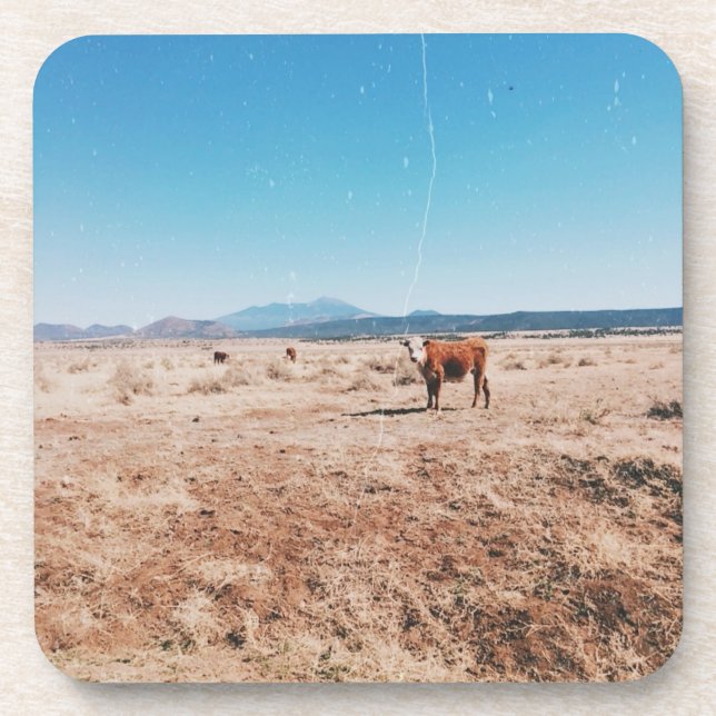 Wüstenkuh Getränkeuntersetzer (Vorderseite)