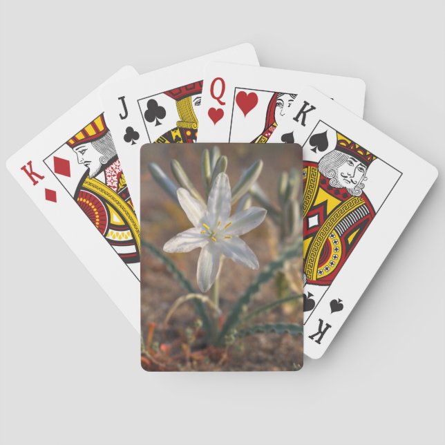 Wüstenlilie Wildblumen Spielkarten (Rückseite)