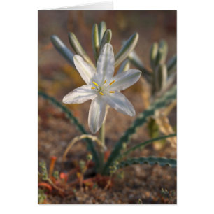 Wüstenlilien-Wildblumen