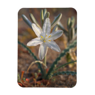 Wüstenlilien-Wildblumen Magnet
