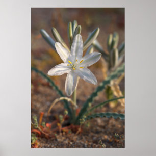 Wüstenlilien-Wildblumen Poster