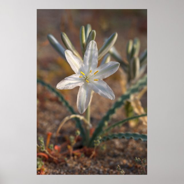 Wüstenlilien-Wildblumen Poster (Vorne)